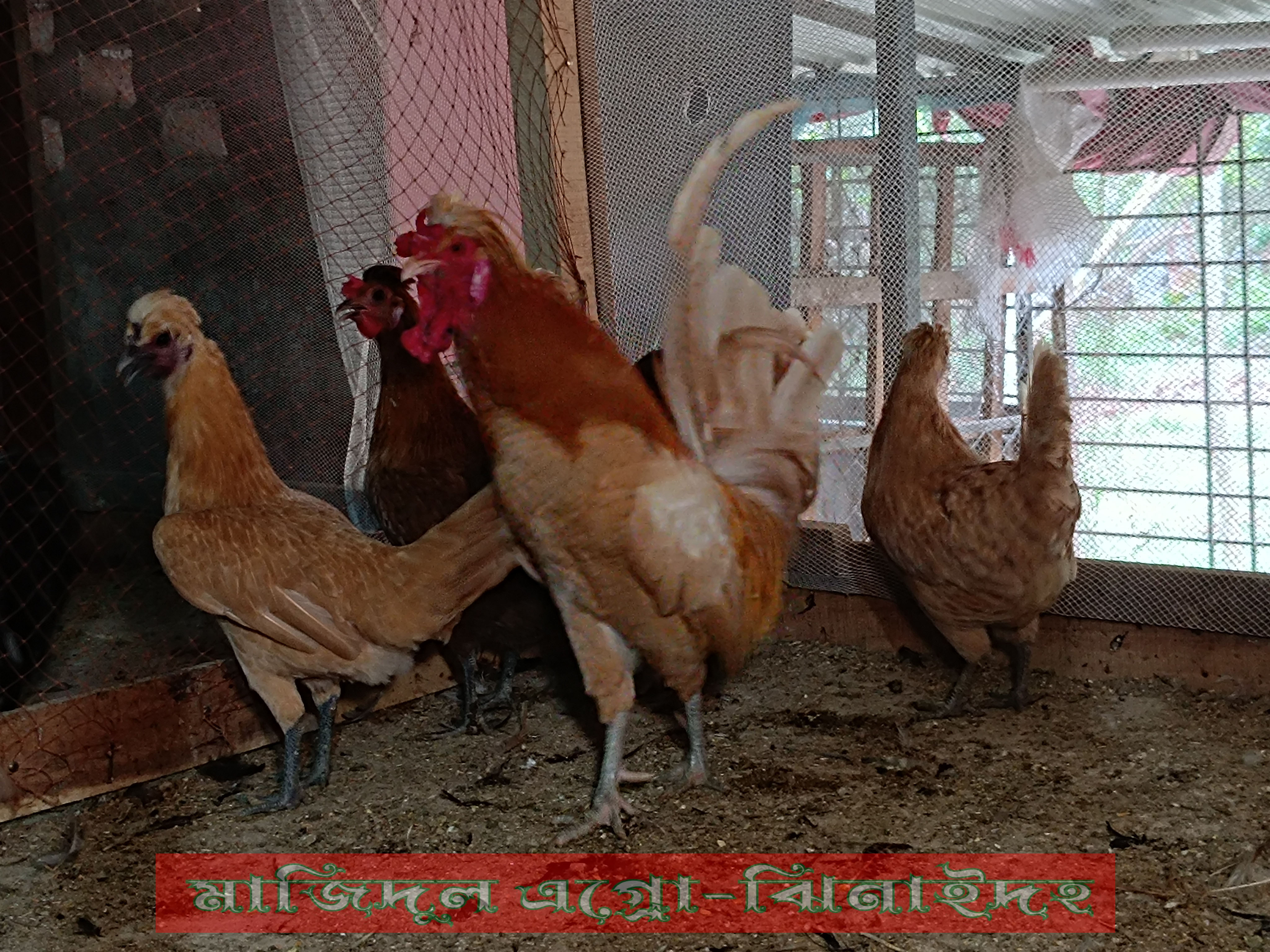 বাপ পলিশ