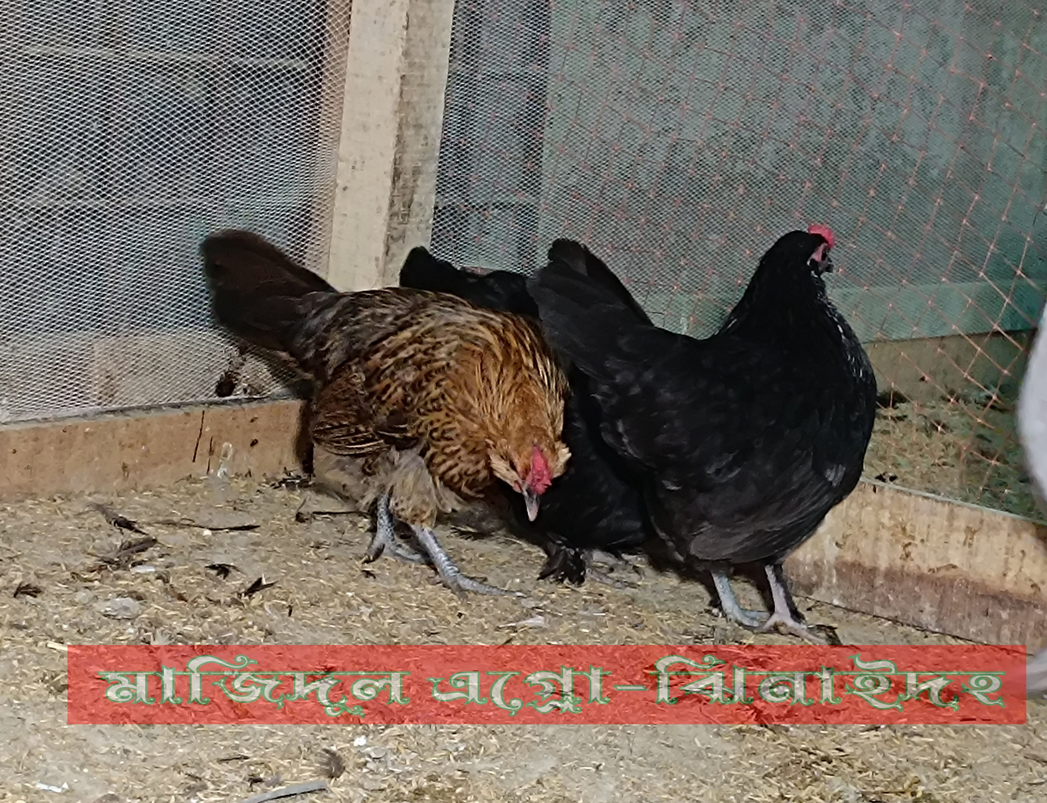 বার্বোডিয়ান