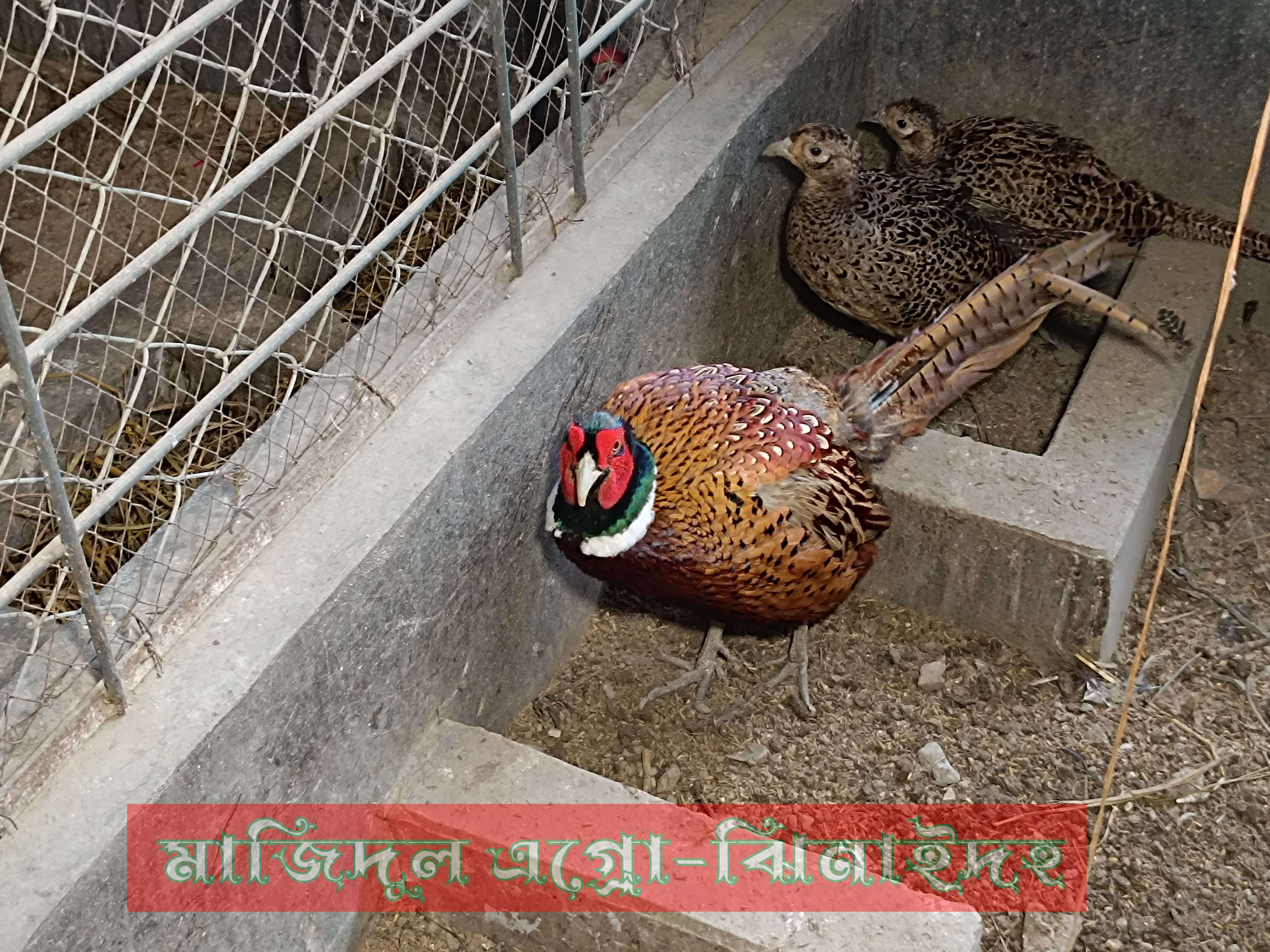 ফ্রিসেন্ট