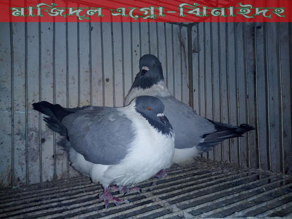 বুলু স্টেচার
