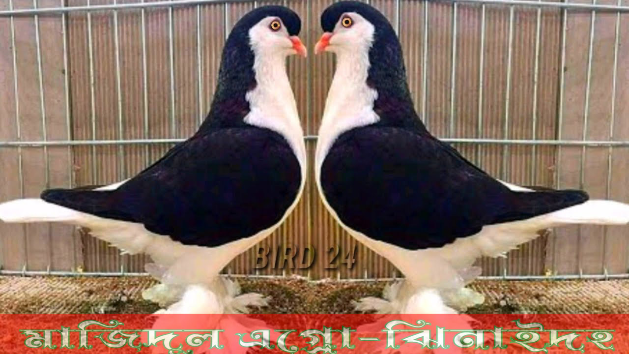 ব্লাক সিরাজি