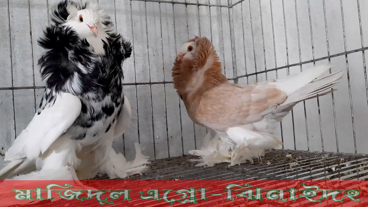 আমেরিকান চেন