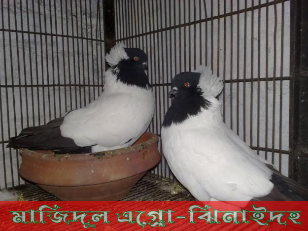 ব্লাক নান