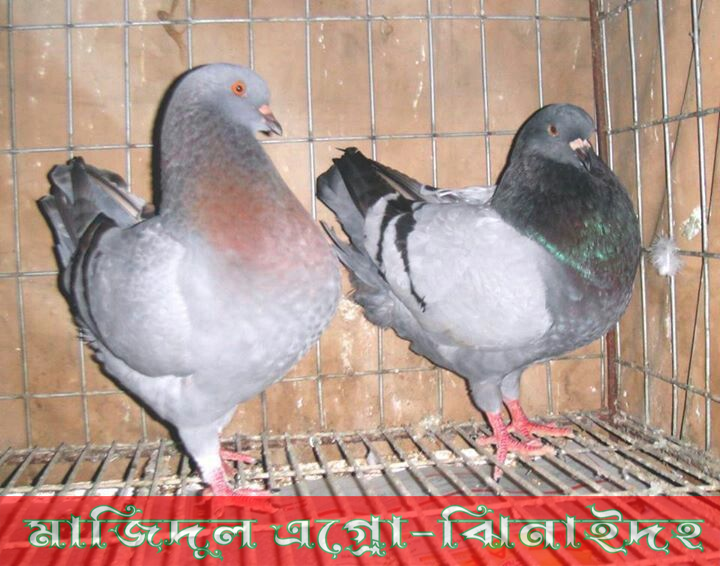 বুলু কিং রানিং পেয়ার