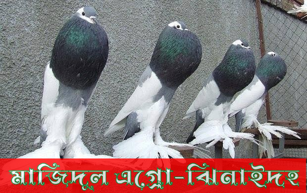 বুলু ম্যাকপাই পুটার
