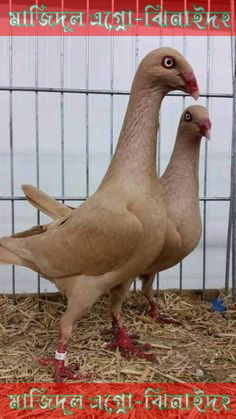ডেনিশ
