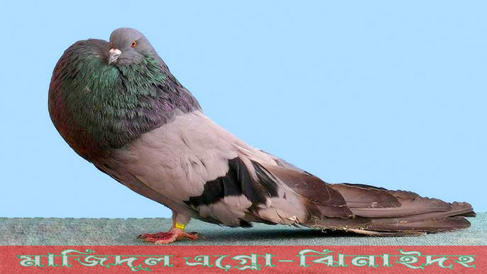 জার্মান পুটার