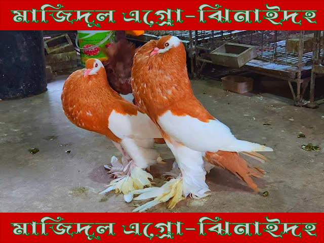 হলুদ পুটার
