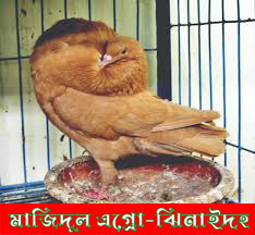হোলি কুপার