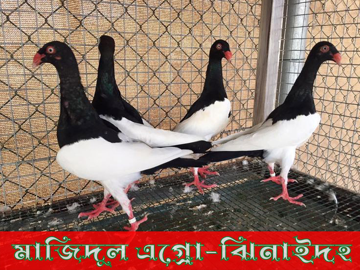 ম্যাকপাই ডেনিশ