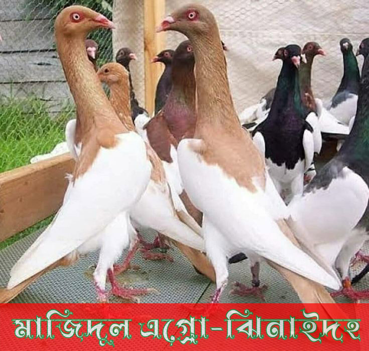 ম্যাকপাই
