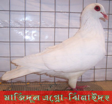 মুন হুমার
