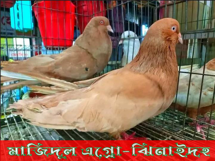 হলুদ রেন