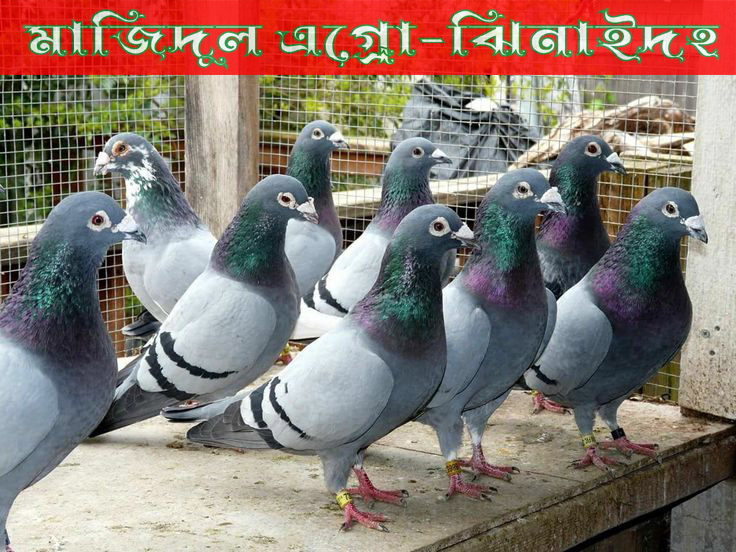 রেসার হুমার