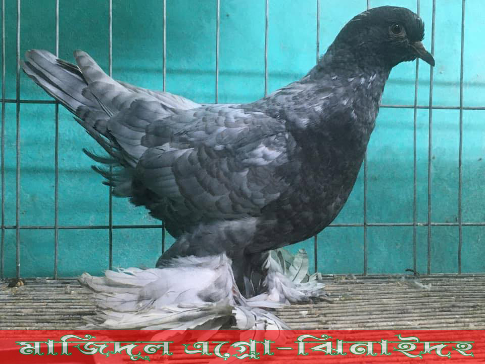 রোমাঙ্গাল