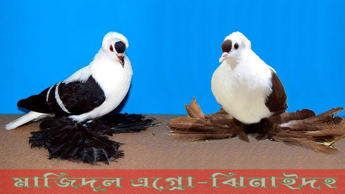 শ্যালো
