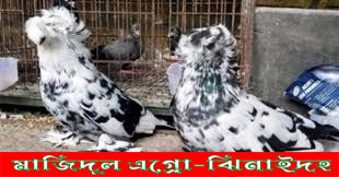 টাইগার হাউজ