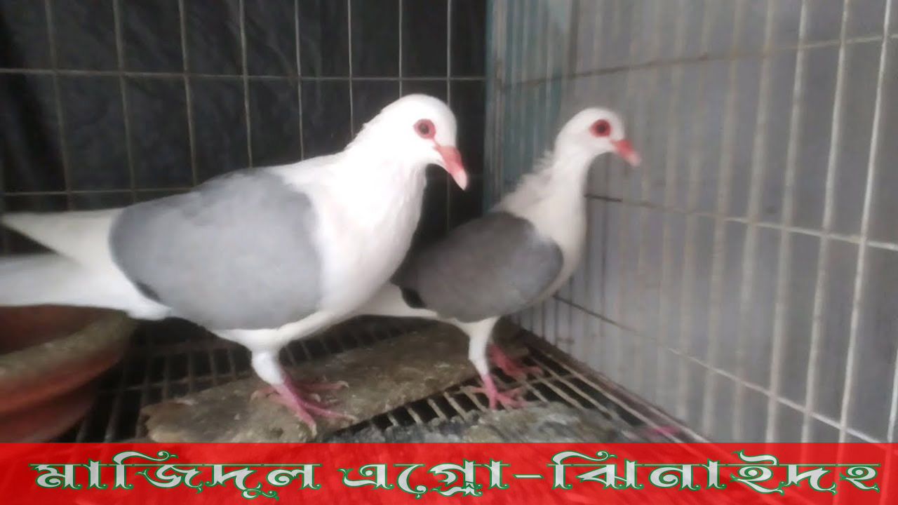 ভেলভেট শীল
