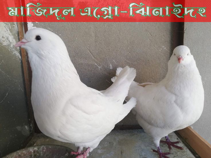 হোয়াইট কিং