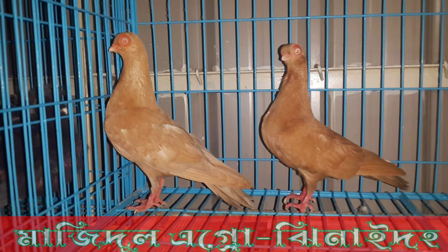 হলুদ শর্টফেস